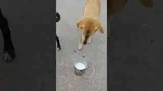 🐶🐕 Day 241/365 feeding strays dogs #save#pets#365challenge#dog#please#viral#subscribe#help#tranding