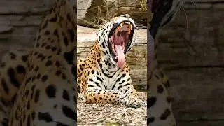 Tiger #short #shortvideo #tiger #indian #shorts #viral #vlog #video #nature #asian #animals #viral