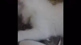 A small kitten Montage!