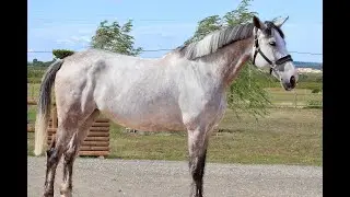 Star diamond: BIG STAR x DOW JONES COURCEL - 2018 mare
