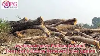 Jayakwadi North  Action | Trees Cut & Colony Removed | Live Update