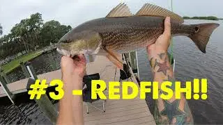 Peace River Florida Fishing - caught the Mangrove Slam!