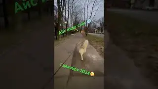 #собака #хаски #huskyplay #wolf #video#🤗🐺СНЕГ ГДЕ ❄️😁?#shorts #shortvideo