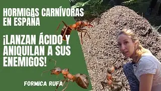 Hormiga roja. La hormiga más carnívora de España