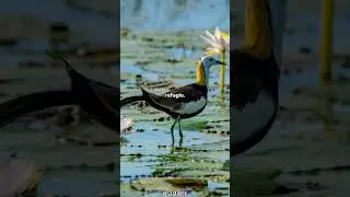 Los jac&aacute;nidos: las aves que caminan sobre el agua