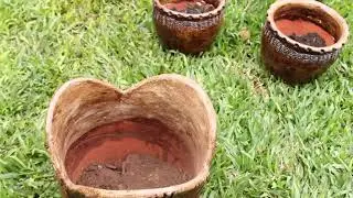 When and How to Repot Snake Plants | Indoor Plant Care