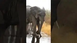 Elephant Video🐘😘😍#elephantlover#animalsmood #awesomeglobe#animalpolis #animalexploler#shorts