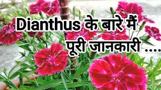 Dianthus plant के बारे मैं पूरी जानकारी ||Detailed care tips ||@pramodudyanofficial