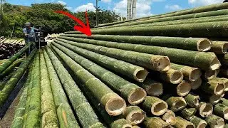 Bamboo - The Most Surprising Grass In The World!