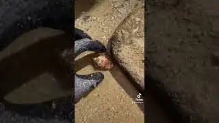 Смертельно опасная улитка-конус!