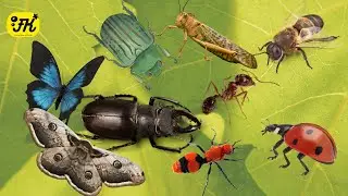 ANIMAL UNIVERSE | FAMILIAR INSECT, BEES, BUTTERFLY AND MORE | RELAXING VIDEOS AND SOUNDS