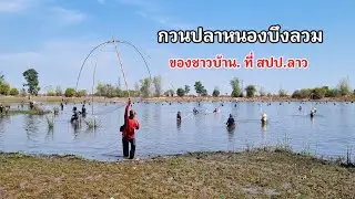 กวนปลาหนองบึงลวมของชาวบ้านดงน้อย เมือง อุทุมพร 🇱🇦