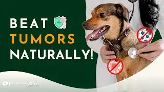 Tumors Aren&rsquo;t a Death Sentence! Holistic Tips to Help Your Pet Thrive