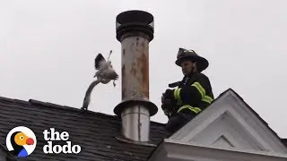 Heroic Firefighters Saving Animals | The Dodo