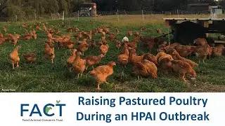 Raising Pastured Poultry During an HPAI Outbreak