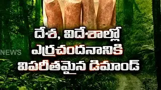 Red Sandalwood Illicit Exporting | Huge International Demand For Red Sandalwood | Sakshi TV