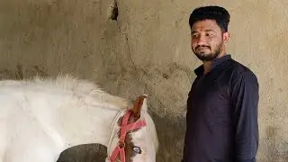 #horse #youtube #viral #video #trending #pavan #new #status #hindi #status #shorts #short