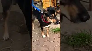 Dog Waiting For Attack: All The Stats, Facts, And Data You'll Ever Need To Know!#animals #dog #pets
