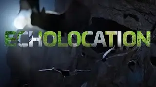 Thales Biomimicry - Echolocation