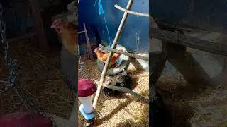 The New Chicken Perch | Whirlow Hall Farm Trust #birds #avian #nature