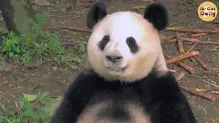 5 Panda Show 2020 Mr Cat Daily Funny Pets Compilation Episode