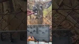 This is A beautiful life to me #fyp #deers