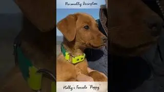 Female Fox Red Lab Puppy Named 