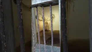 Biennale 