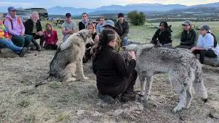Mission Wolf 5/25/25 - Atlas & Lyra's Circle II
