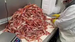 Scottish fishermen halt exports, blame Brexit