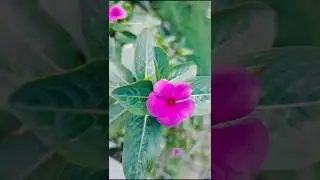 Cheerful Colours of Periwinkle 💮🌸#sadabahar #flowers #homegarden #shorts #gardening
