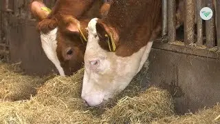 TV: Boer vangt meer voor Belgische Blauwe na internetcursus