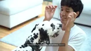 Basic Dog Commands