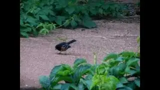 Rufous-sided Towhee