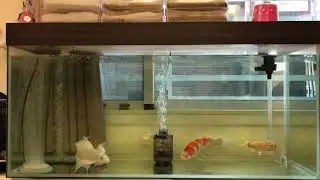 白金蝴蝶龍鯉 鯉魚 魚缸分享