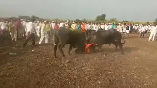 Shelave takari samacha reda