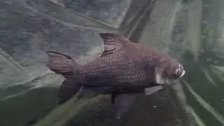Denizens of 25K gal / 100K liter: two Giant Siamese Carp, 20