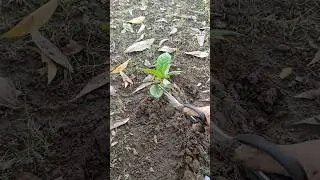 The Unique Beauty of Ketapang Tree Leaves #KetapangLeaves #OrnamentalTree #LandscapePlants