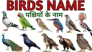 Birds Name in Hindi and English | पक्षियों के नाम | Birds Name for kids | Birds Name in English