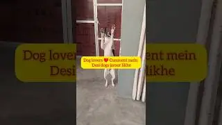 Desi Dog Shorts | 🐶Meet Jassi ek Indian Desi dog