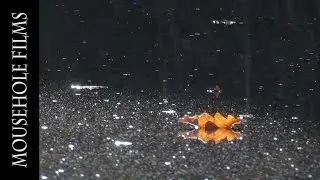 The Fall of the Leaf - Autumn in the Highlands