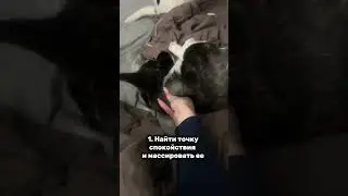 Артикул на спрей: 578497193 #щенок #корги #животные #уходзасобакой