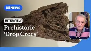 Prehistoric crocodiles dropped on their prey from trees | ABC NEWS