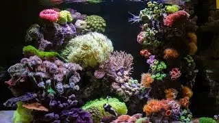 Reef Aquarium Maintenance Tips