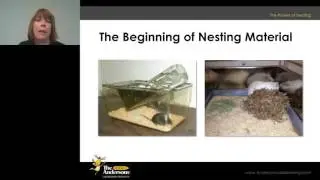 Andrea Gay - The Power of Nesting