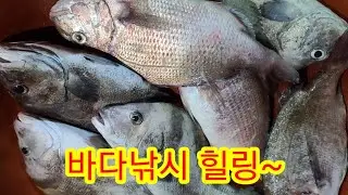 궁평항 바다 낚시터로 감자고구마수확기 만들고 지쳐 하루 쉬다 왔습니다 참돔,돌돔,돗돔