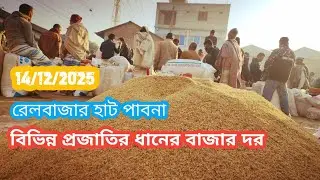 14 December 2025 আজকের ধানের বাজার দর। বেলবাজার হাট চাটমোহর পাবনা থেকে। Paddy rice market price 
