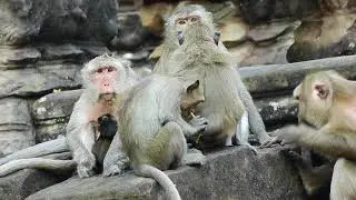 Wow !!! Why Channa Try To Kidnap Butter's BB ???