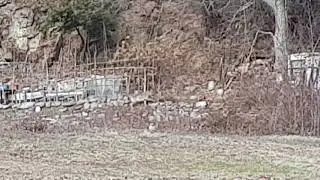 Paesana, lupo avvistato lungo la strada per Crissolo 2