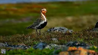 European golden plover, Heilo,Золотистая ржанка,Pluvier dor&eacute;,Goldregenpfeifer,Goldregenpfeifer